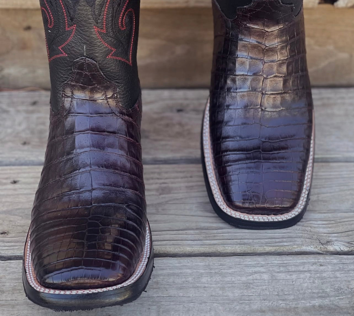 Black Cherry Caiman Belly